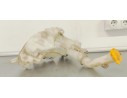 Recambio de deposito limpia para mazda 5 berl. (cr) 1.8 active referencia OEM IAM 860142721  